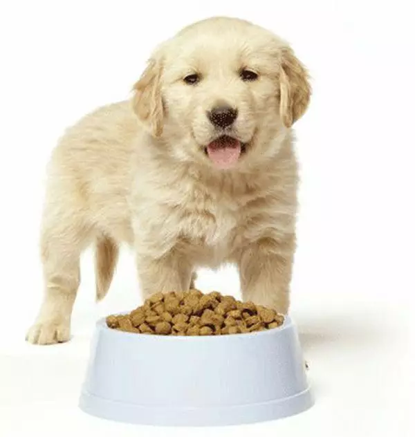 Karmy Hundefutter: Zusammensetzung und Klassen von Trockenfutter für kleine, mittlere und große Rassen. Füttern Sie mit Lamm, Kalbfleisch und anderen Produzentenprodukten, Bewertungen 22106_25