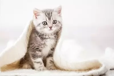Animonda Feed: Pro kočky a psy, mokré a suché, kočičí konzervované potraviny pro dospělé kočky a koťata, složení a recenze 22112_12