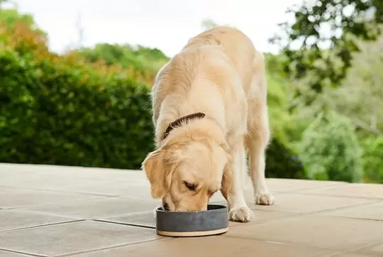 Animonda alimentació: per a gats i gossos, humit i sec, felí aliments enllaunats per a gats adults i gatets, la composició i les revisions 22112_6