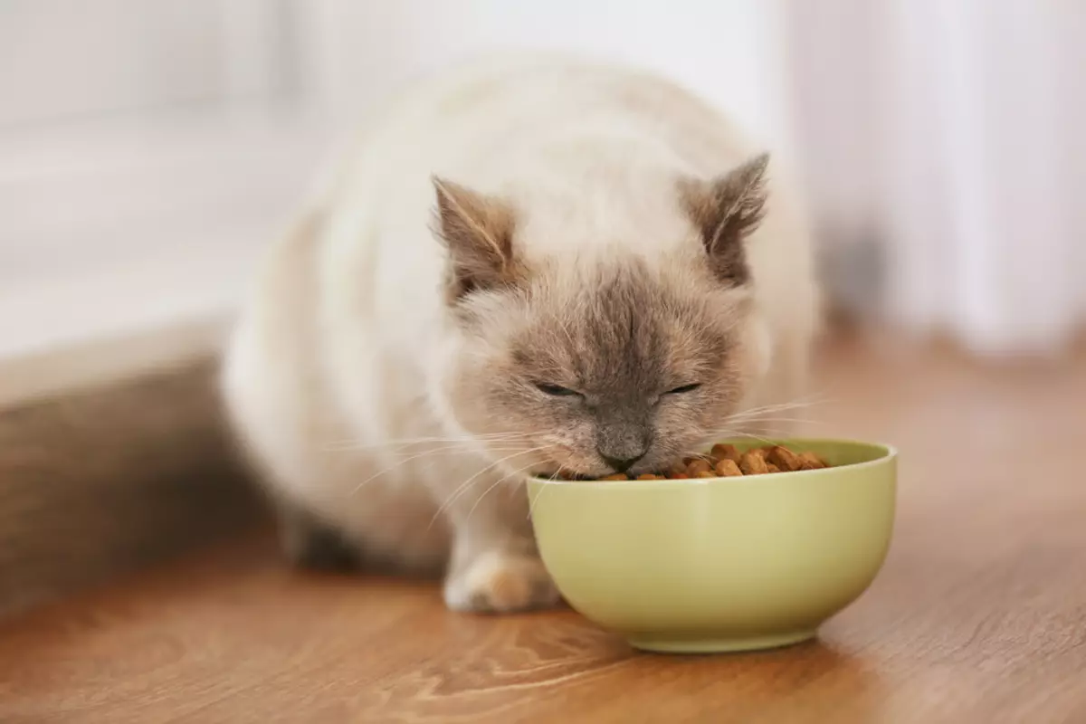 Purina Cat Chow para sa sterilized cats: Sterilized feed overview para sa castrated cats, ang kanilang komposisyon. Dry feed 15 kg at basa, mga review 22119_16