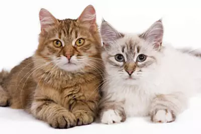Purina Cat Chow para sa sterilized cats: Sterilized feed overview para sa castrated cats, ang kanilang komposisyon. Dry feed 15 kg at basa, mga review 22119_4