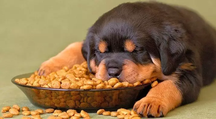 Sirius Dog Feed: კომპოზიცია. მშრალი საკვები ლეკვები, ძაღლების პატარა და დიდი ჯიშების. 