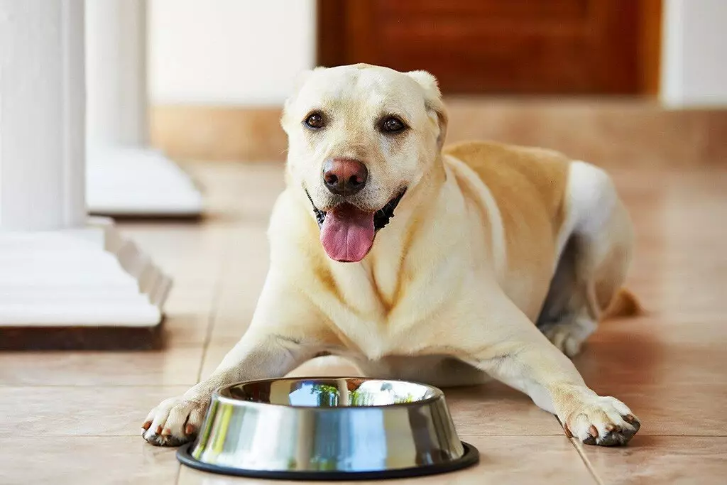 Alimentació del gos Sirius: composició. Alimentació en sec per a cadells, per a gossos de races petites i grans. 