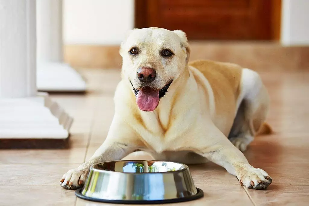 Sirius Dog Feed: องค์ประกอบ อาหารแห้งสำหรับลูกสุนัขสำหรับสุนัขขนาดเล็กและใหญ่ 