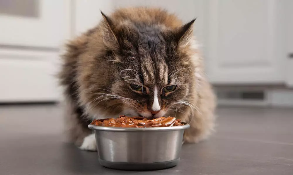 Makanan basah untuk kucing Felix: komposisi feed cair untuk kucing, deskripsi umum dan berbagai bermacam-macam. Ulasan 22138_18