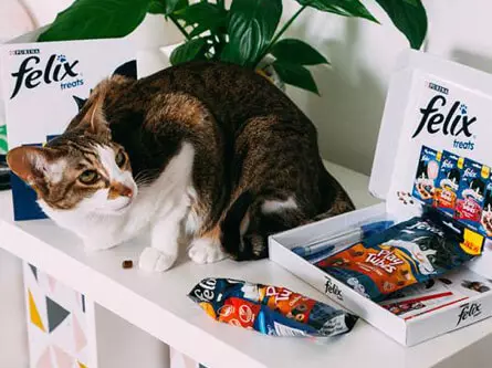 Våtmat för Felix katter: Sammansättningen av flytande matar för katter, en generell beskrivning och en mängd olika sortiment. Recensioner 22138_3