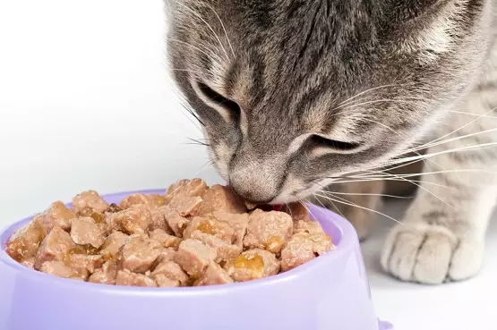 Perfecte fit cat feed (37 foto's): klasse katachtige voeding en compositie. Goede voeding voor zelfgemaakte katten met rundvlees en kalkoen, andere producten. Beoordelingen 22140_12