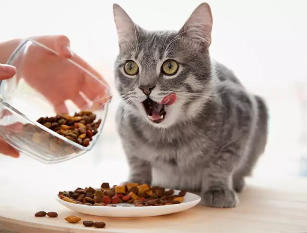 Perfektné Fit Cat Feed (37 fotografií): Trieda mačacieho krmiva a zloženia. Dobré krmivo pre domáce mačky s hovädzím a Tureckom, ostatnými produktmi. Recenzie 22140_16