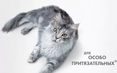 Τέλεια Fit Feed Cat (37 φωτογραφίες): Κατηγορία τροφοδοσίας και σύνθεσης αιλουροειδών. Καλές ζωοτροφές για σπιτικές γάτες με βόειο κρέας και Τουρκία, άλλα προϊόντα. Σχόλια 22140_23