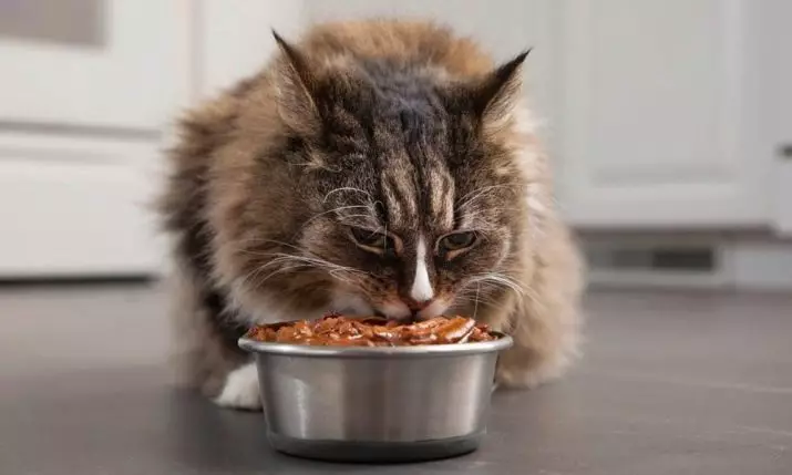 Alimentação perfeita do gato do ajuste (37 fotos): classe de feed e composição felina. Bom feed para gatos caseiros com carne e peru, outros produtos. Avaliações 22140_32