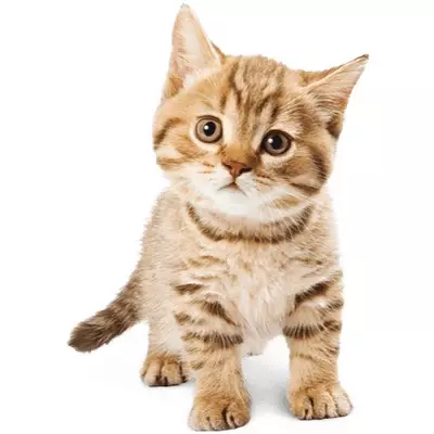 القط للقطط BOZITA: الرطب والجاف، للقطط المعقمة وللقطط، وتكوين الأعلاف المعلب وغيرها. تقييم 22142_12