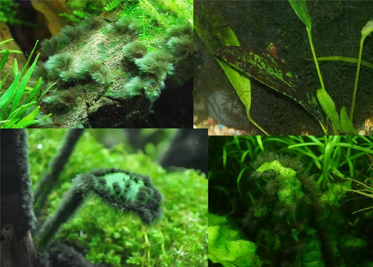 水族馆植物的肥料（20张）：用于水族馆的肥料分配器的选择，液体微嘧啶和大型磷酸盐，磷酸钾和复杂组合物的概述。如何施肥？ 22145_11