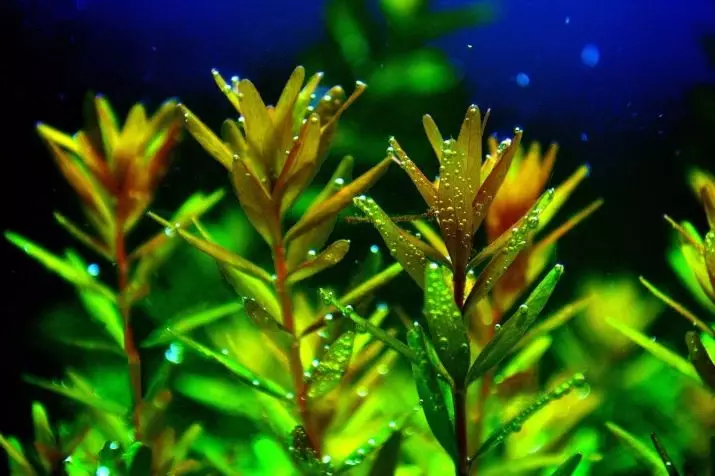 Akwariumplante met titels en beskrywings (41 foto's): Tipes alge in akwarium vir beginners, Boogskutter en Marcium, huil en lymobium 22146_11