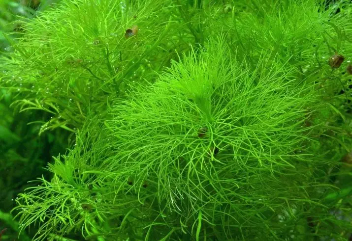 Akwariumplante met titels en beskrywings (41 foto's): Tipes alge in akwarium vir beginners, Boogskutter en Marcium, huil en lymobium 22146_13