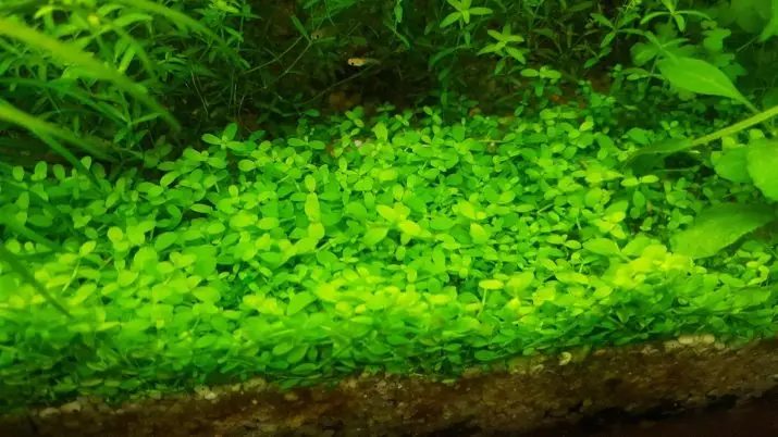 Izitshalo ze-aquarium ezinezihloko nezincazelo (izithombe ezingama-41): Izinhlobo ze-algae e-aquarium zabaqalayo, iSagittaria neMarcium, ekhala ne-LyMobium 22146_14