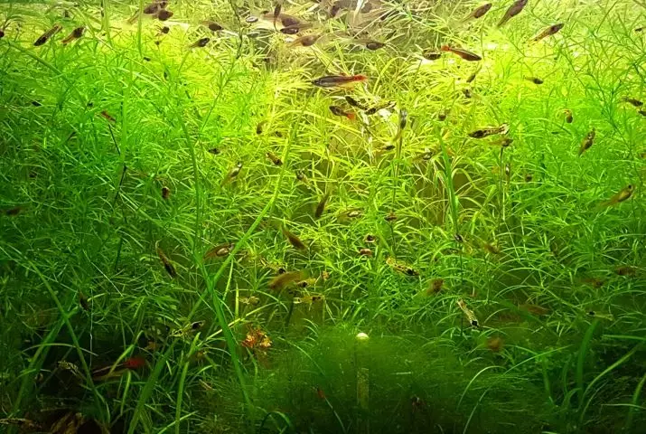 Akwariumplante met titels en beskrywings (41 foto's): Tipes alge in akwarium vir beginners, Boogskutter en Marcium, huil en lymobium 22146_15