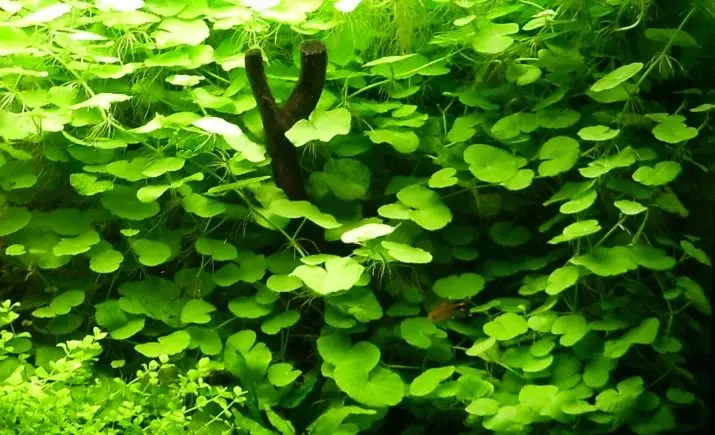 Izitshalo ze-aquarium ezinezihloko nezincazelo (izithombe ezingama-41): Izinhlobo ze-algae e-aquarium zabaqalayo, iSagittaria neMarcium, ekhala ne-LyMobium 22146_16