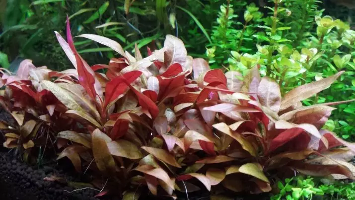 Izitshalo ze-aquarium ezinezihloko nezincazelo (izithombe ezingama-41): Izinhlobo ze-algae e-aquarium zabaqalayo, iSagittaria neMarcium, ekhala ne-LyMobium 22146_18