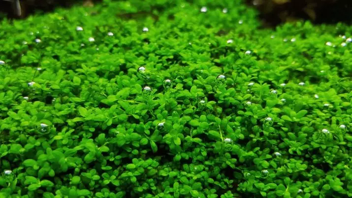 Akwariumplante met titels en beskrywings (41 foto's): Tipes alge in akwarium vir beginners, Boogskutter en Marcium, huil en lymobium 22146_19