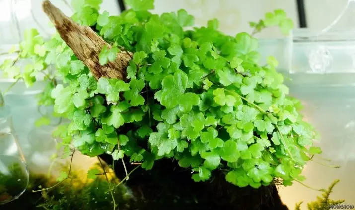 Piante di acquario con titoli e descrizioni (41 foto): tipi di alghe in acquario per principianti, sagittaria e marccio, piangere e limobium 22146_20