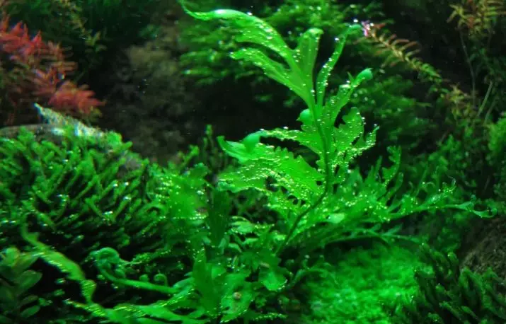 Akwariumplante met titels en beskrywings (41 foto's): Tipes alge in akwarium vir beginners, Boogskutter en Marcium, huil en lymobium 22146_22