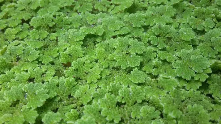 Piante di acquario con titoli e descrizioni (41 foto): tipi di alghe in acquario per principianti, sagittaria e marccio, piangere e limobium 22146_23