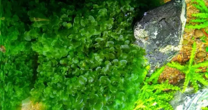 Izitshalo ze-aquarium ezinezihloko nezincazelo (izithombe ezingama-41): Izinhlobo ze-algae e-aquarium zabaqalayo, iSagittaria neMarcium, ekhala ne-LyMobium 22146_24