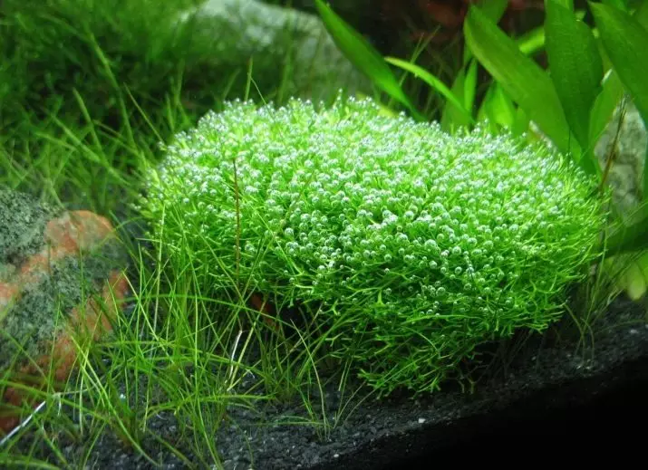 Izitshalo ze-aquarium ezinezihloko nezincazelo (izithombe ezingama-41): Izinhlobo ze-algae e-aquarium zabaqalayo, iSagittaria neMarcium, ekhala ne-LyMobium 22146_26