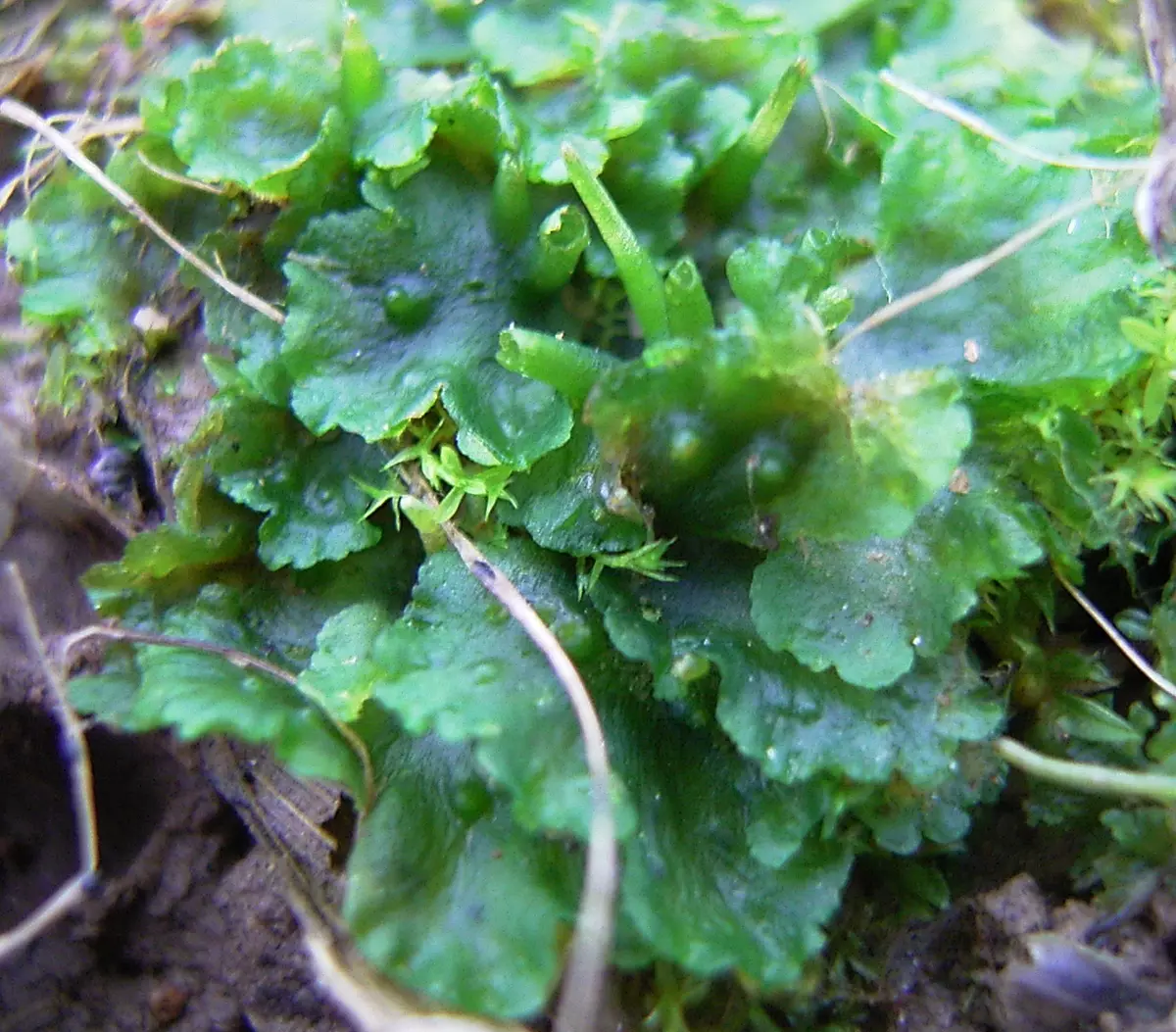 Akwariumplante met titels en beskrywings (41 foto's): Tipes alge in akwarium vir beginners, Boogskutter en Marcium, huil en lymobium 22146_29