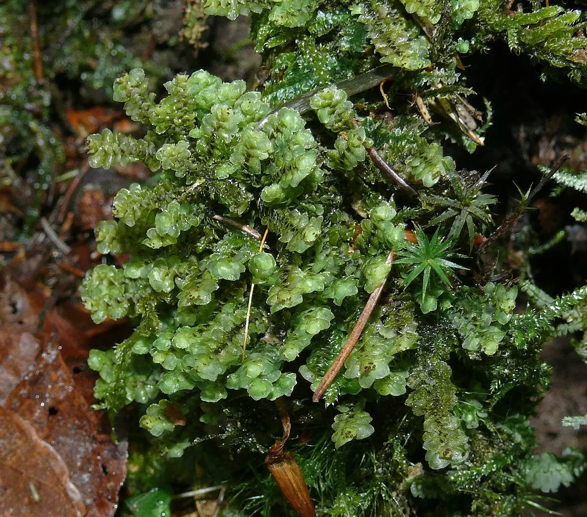 Piante di acquario con titoli e descrizioni (41 foto): tipi di alghe in acquario per principianti, sagittaria e marccio, piangere e limobium 22146_30