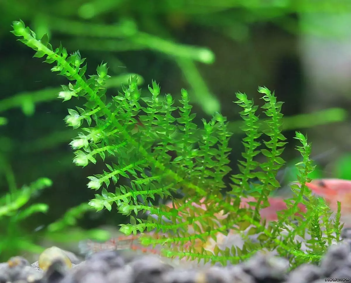 Piante di acquario con titoli e descrizioni (41 foto): tipi di alghe in acquario per principianti, sagittaria e marccio, piangere e limobium 22146_32