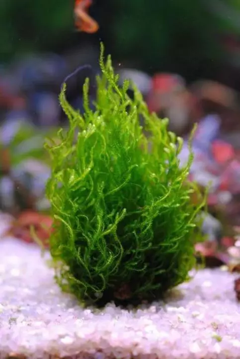אקווריום צמחים עם כותרות ותיאורים (41 תמונות): סוגי אצות באקווריום למתחילים, Sagittaria ו Marcium, בוכה ולימוביום 22146_33