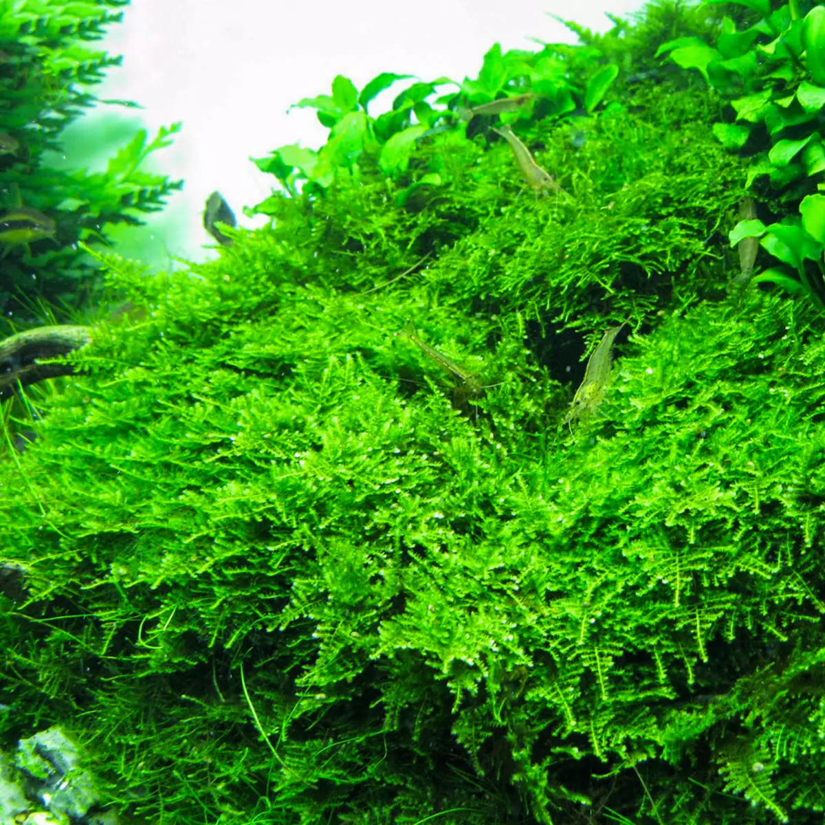 Akwariumplante met titels en beskrywings (41 foto's): Tipes alge in akwarium vir beginners, Boogskutter en Marcium, huil en lymobium 22146_35
