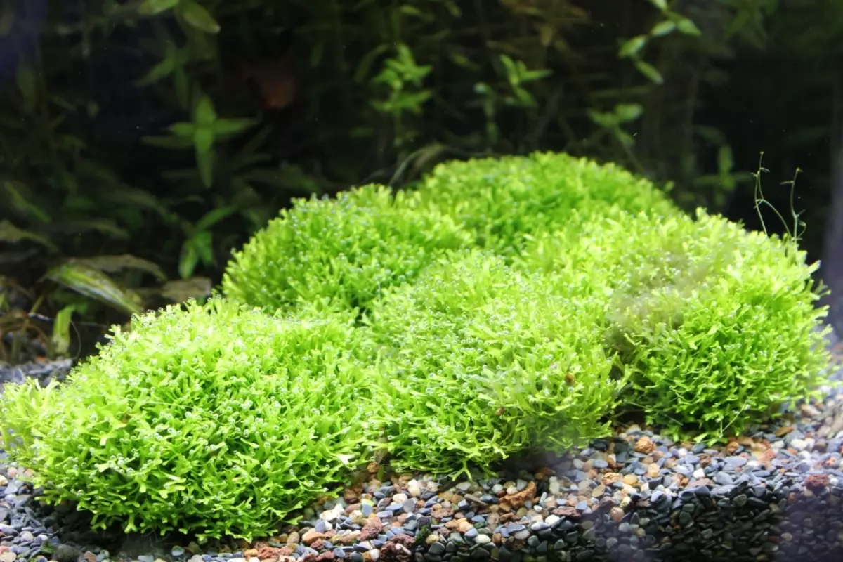 Izitshalo ze-aquarium ezinezihloko nezincazelo (izithombe ezingama-41): Izinhlobo ze-algae e-aquarium zabaqalayo, iSagittaria neMarcium, ekhala ne-LyMobium 22146_36