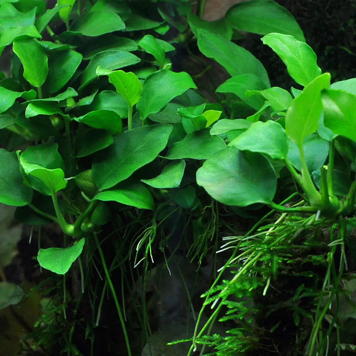 Izitshalo ze-aquarium ezinezihloko nezincazelo (izithombe ezingama-41): Izinhlobo ze-algae e-aquarium zabaqalayo, iSagittaria neMarcium, ekhala ne-LyMobium 22146_38