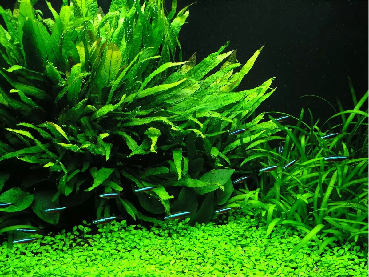 Akwariumplante met titels en beskrywings (41 foto's): Tipes alge in akwarium vir beginners, Boogskutter en Marcium, huil en lymobium 22146_40