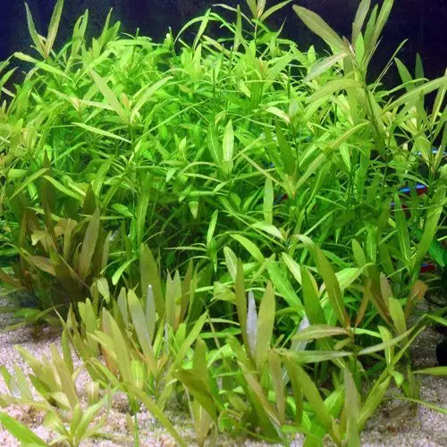 Izitshalo ze-aquarium ezinezihloko nezincazelo (izithombe ezingama-41): Izinhlobo ze-algae e-aquarium zabaqalayo, iSagittaria neMarcium, ekhala ne-LyMobium 22146_41