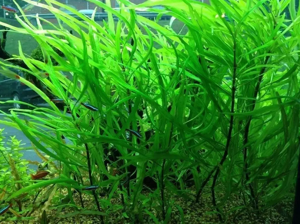 akvarium Black yosunlar (24 şəkil): Niyə bitkilər və daş qara basqını bürüdü və necə onunla məşğul? 22148_10