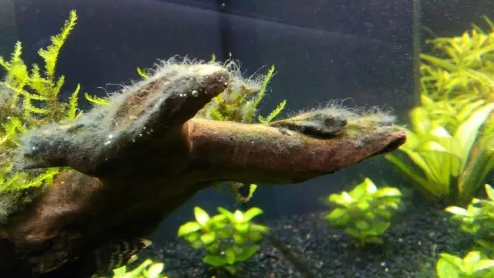 Black Algae di Aquarium (24 Foto): Mengapa tanaman dan batu ditutupi dengan serangan hitam dan bagaimana menghadapinya? 22148_3