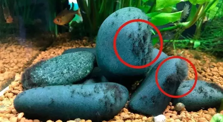 Crne alge u akvariju (24 fotografije): Zašto biljke i kamenje bile prekrivene crnim racijom i kako se nositi s njim? 22148_8