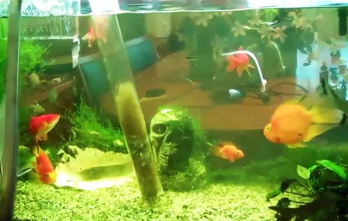 I-algae eluhlaza okwesibhakabhaka kwi-aquarium (iifoto ezili-14): Ukulwa nabo. Ungawasusa njani iPeroxide? Unobangela wenkangeleko 22149_11