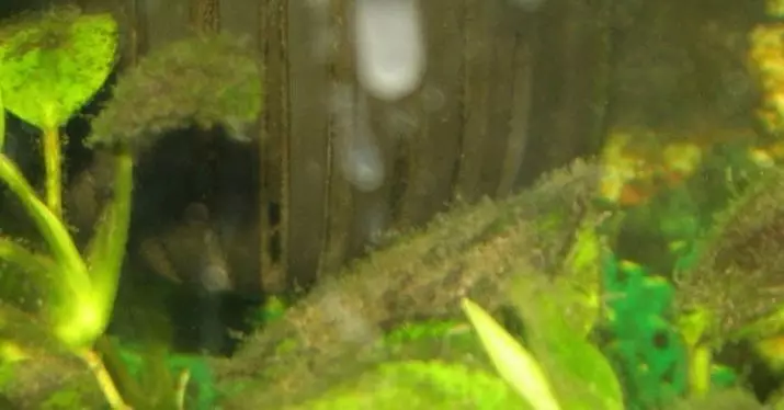 I-algae eluhlaza okwesibhakabhaka kwi-aquarium (iifoto ezili-14): Ukulwa nabo. Ungawasusa njani iPeroxide? Unobangela wenkangeleko 22149_12