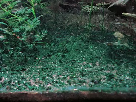 Siniset vihreät levät akvaariossa (14 valokuvaa): taistelevat heitä. Kuinka päästä eroon niistä peroksidista? Ulkonäköisyyden syyt 22149_2