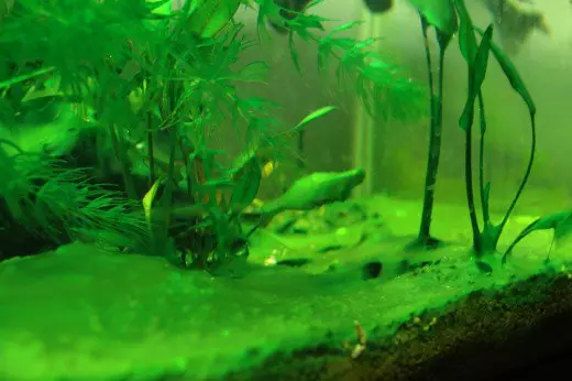 Algae ya kijani-kijani katika aquarium (picha 14): kupigana nao. Jinsi ya kuondokana na peroxide yao? Sababu za kuonekana 22149_3