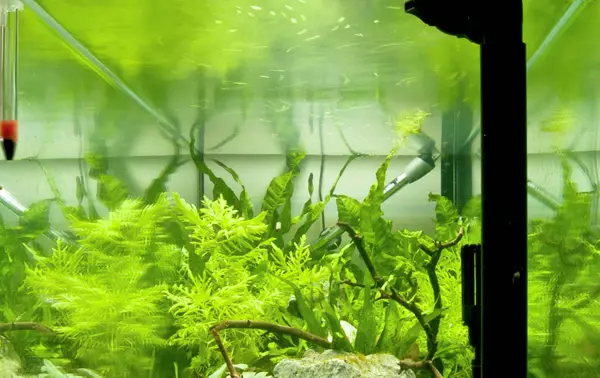 Lanumoana-lanumeamata algae i le aquarium (14 ata): tau i latou. Faʻafefea ona aveeseina latou peroxide? Mafuaaga o foliga 22149_4