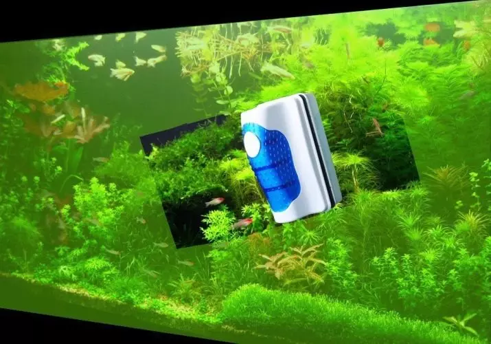 Blue-roheline vetikate akvaariumis (14 fotot): nende vastu võitlemine. Kuidas vabaneda neist peroksiidist? Välimuse põhjused 22149_8