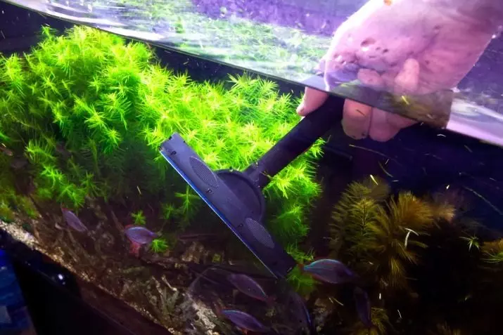 Green Algae in the Aquarium (21 foto): Bagaimana cara menangani serangan di dinding dan di atas batu? Bagaimana cara membersihkan gelas? 22150_18