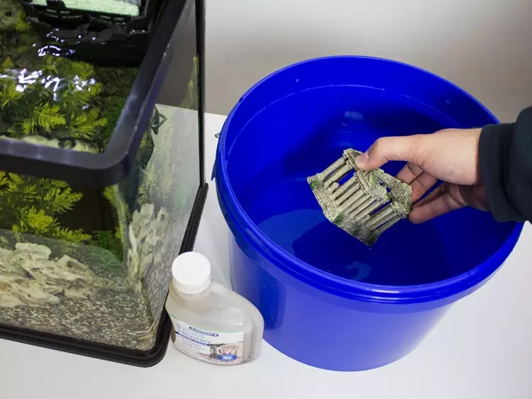 Žalioji dumbliai akvariume (21 nuotraukos): kaip elgtis su reidu ant sienų ir akmenų? Kaip valyti stiklą? 22150_19