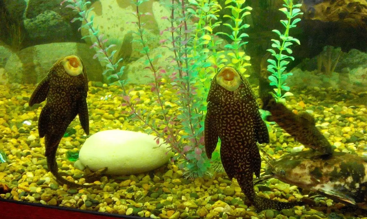 Зелені водорості в акваріумі (21 фото): як боротися з нальотом на стінках і на каменях? Як почистити скло? 22150_20