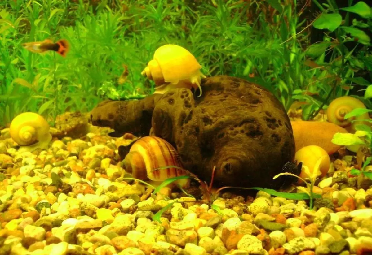 Зелените водорасли в аквариума (21 снимки): как да се справят с рейд по стените и по камъните? Как да се почисти стъклото? 22150_21